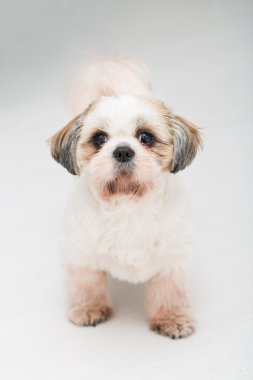 Beyaz arka plan üzerinde poz shih tzu puppy.