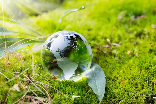 Globe resting on moss in a forest. — Stock Photo, Image