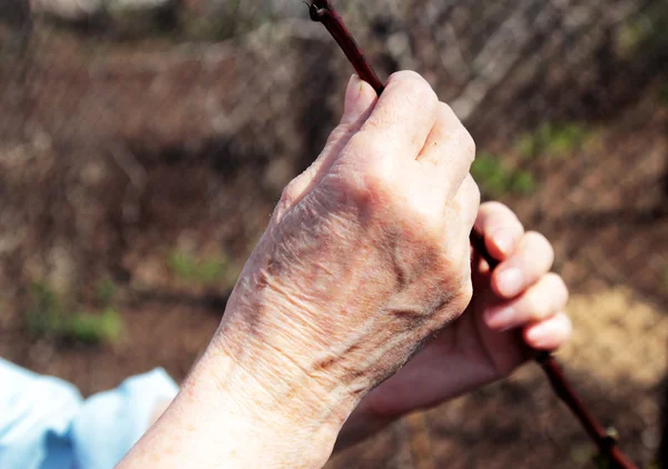Τα χέρια της μια ηλικιωμένη γυναίκα, κρατώντας ένα φυτό — Φωτογραφία Αρχείου