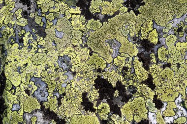 Benekli dokusu üzerinde eski taş