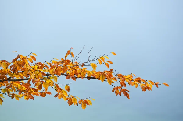 Ramo di faggio nei colori autunnali — Foto Stock