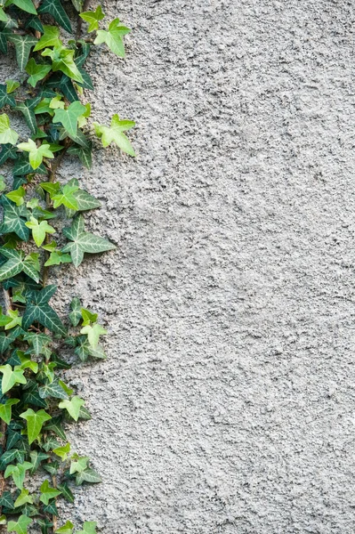 Wall with an ivy. Background. — Stock Photo, Image