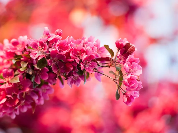 Purple crab apple blossom — Stock Photo, Image