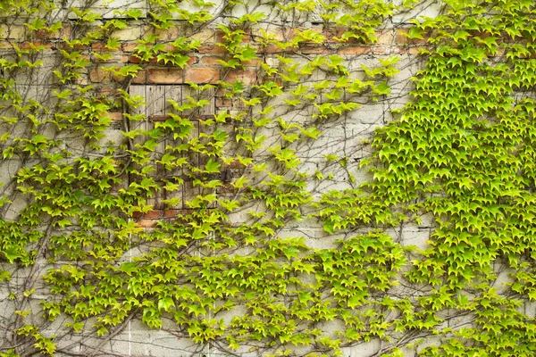 Boston ivy (creeper) on a wall — стокове фото