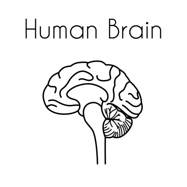 Icône linéaire du cerveau humain vectoriel — Image vectorielle