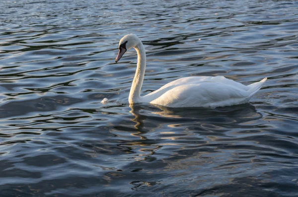 Schwan — Stockfoto