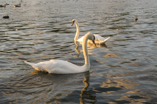 Schwan — Stockfoto