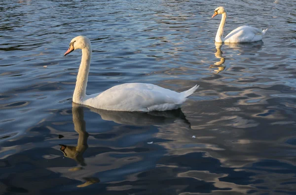 Schwan — Stockfoto