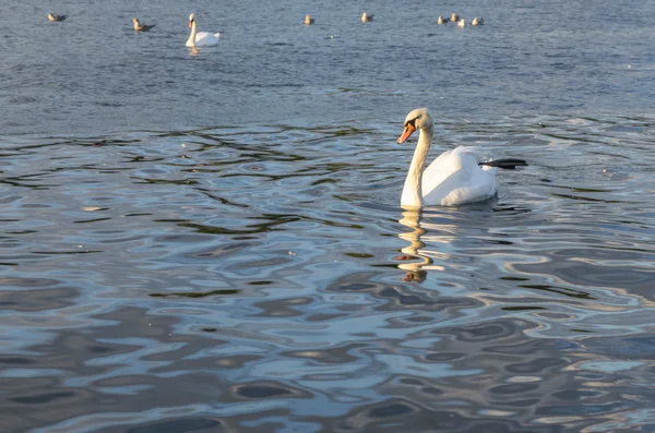 Zwaan — Stockfoto