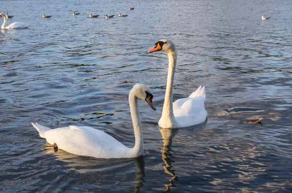 Cisne — Foto de Stock