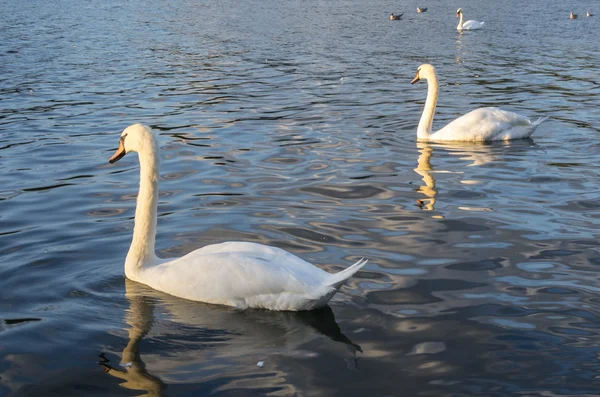 Cisne — Foto de Stock