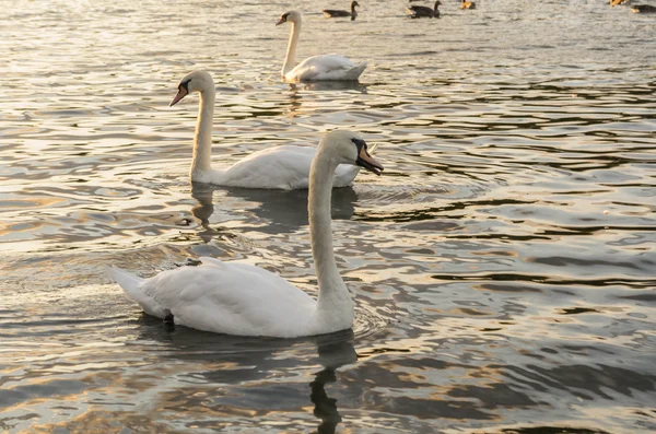 Cisne — Foto de Stock