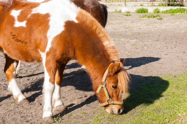 Bruin pony — Stockfoto