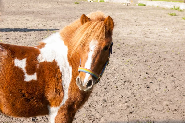 Brown pony — Stock Photo, Image