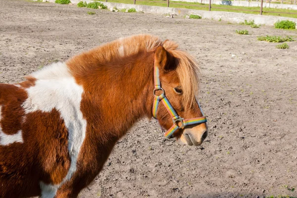 Hnědá pony — Stock fotografie