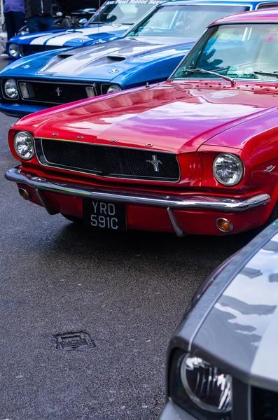 Mustangi — Zdjęcie stockowe