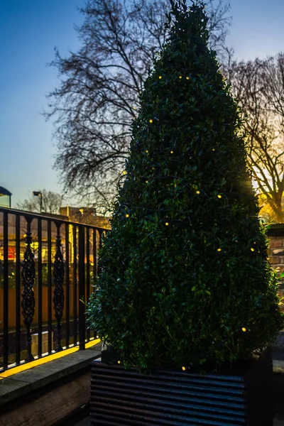 Bocwood kerstboom — Stockfoto