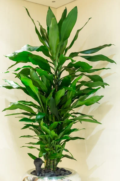 Plant — Stockfoto