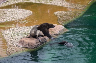 asılı asma kilitler
