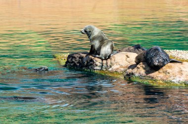 asılı asma kilitler