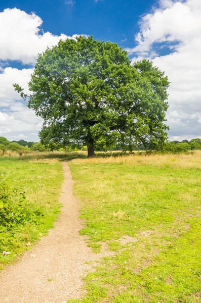 Łąka z samotnym drzewem — Zdjęcie stockowe