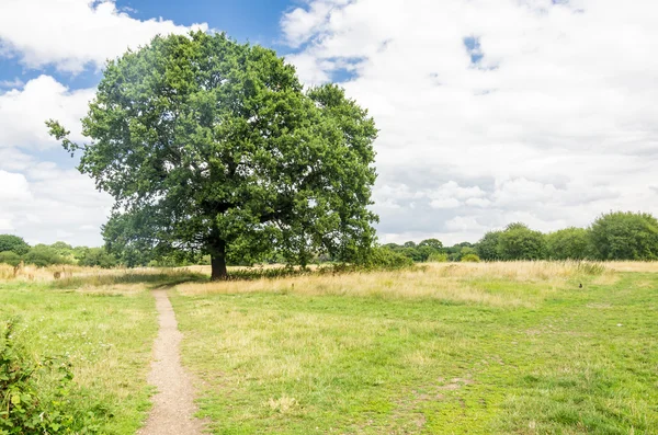 Łąka z samotnym drzewem — Zdjęcie stockowe