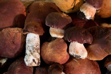 Bir yığın asil orman mantarı boletus ve kırmızı başlık boletus, üst manzara.