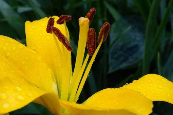Hermosa Flor Exuberante Lirio Amarillo Con Gotas Lluvia Cerca Contra —  Fotos de Stock