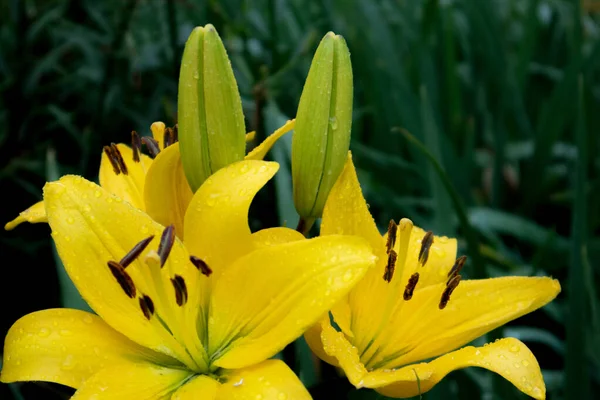 Prachtige Weelderige Struik Van Gele Lelies Met Knoppen Onder Regen — Stockfoto