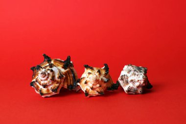 Farklı boyutlarda üç dekoratif deniz kabuğu parlak kırmızı arka planda izole edilmiş.