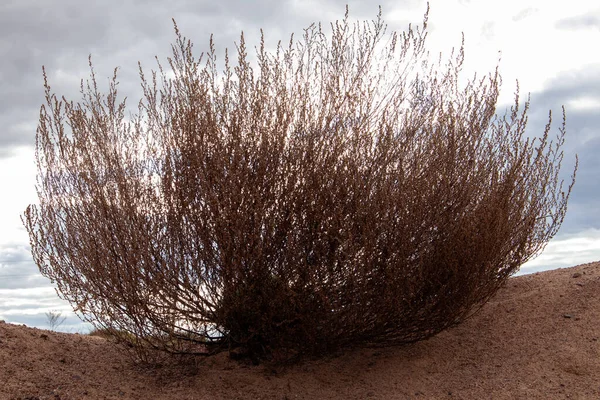Withered lush bush of steppe plant growing on sandy hill against cloudy sky