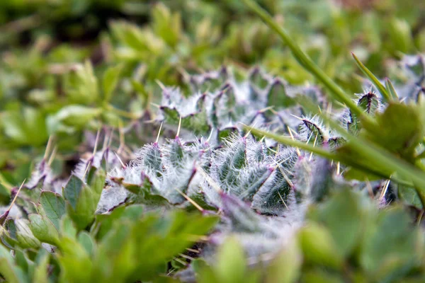 Genç Dikenli Bozkır Yaprakları Cirsium Arvense Veya Devedikeni Yakın Bir — Stok fotoğraf