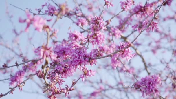 粉红色花朵盛开 — 图库视频影像