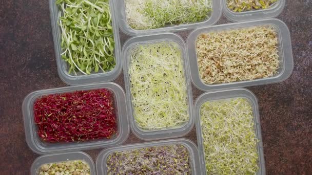 Set wadah dengan varoius jenis kecambah hijau mikro. Tunas muda bawang, kemangi, kacang polong — Stok Video