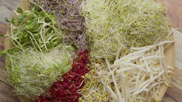 Vegetarische Konzeptkost. Ein Satz verschiedener gekeimter Samen für gesunde Ernährung auf einem Holzteller — Stockvideo