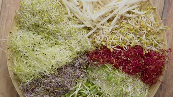 Concept végétarien nourriture. Un ensemble de graines germées différentes pour une alimentation saine sur une assiette en bois — Video