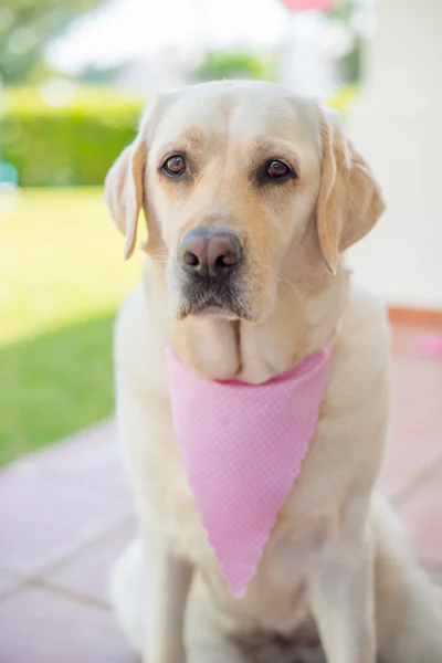 Labrador Retriever Sitting on Terrace — Stok fotoğraf