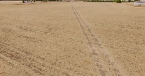 Поле кукурузы в Андалусии — стоковое видео