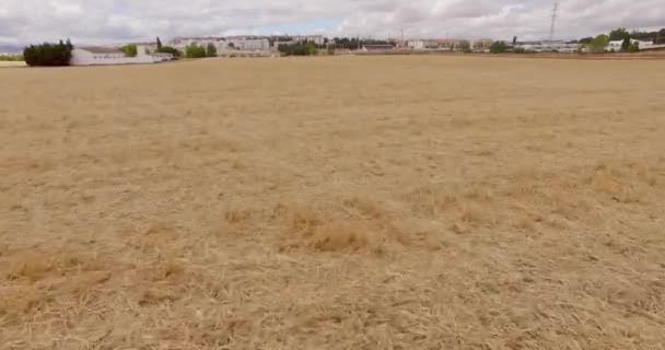 Fält av majs i spanska Andalusien — Stockvideo