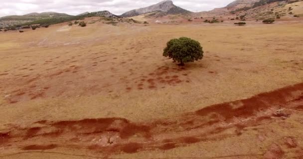 Campo seco de hierba en las montañas — Vídeo de stock