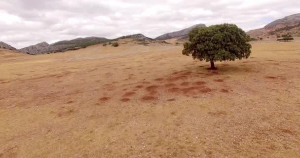 Campo seco de grama nas montanhas — Vídeo de Stock