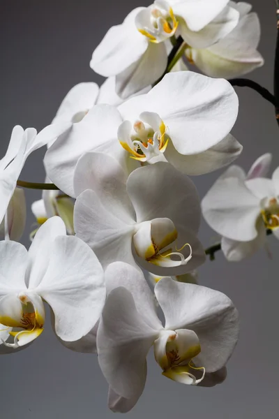 Witte orchidee — Stockfoto