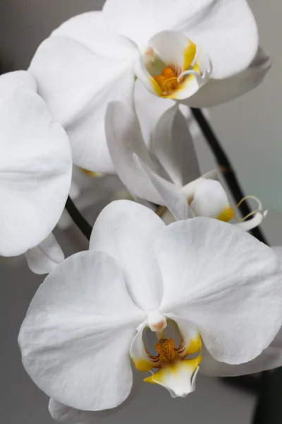 Bílá orchidej — Stock fotografie