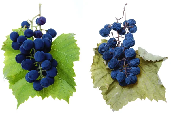 Blauwe druif en rozijnen cluster met bladeren — Stockfoto