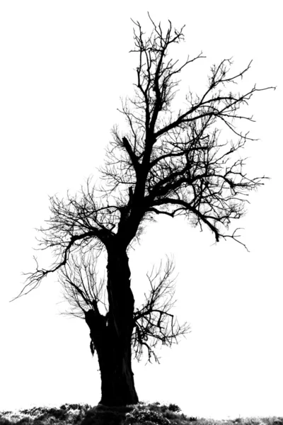 Strom siluetu proti bílé — Stock fotografie