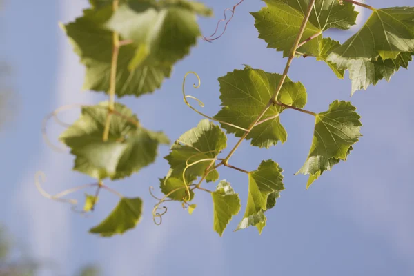 Leaves of a vine in a vineyard on  blue sky — Stock Photo, Image