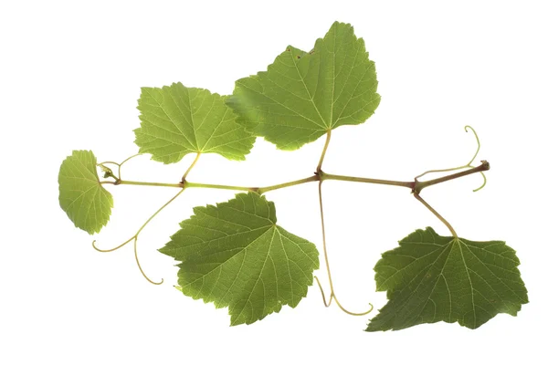 Grape leaves — Stock Photo, Image