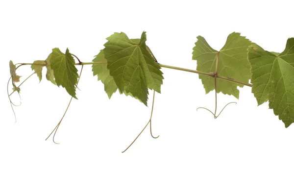 Grape leaves — Stock Photo, Image