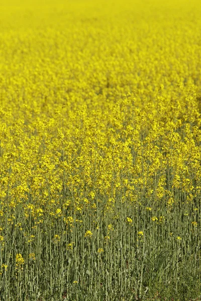 Yellow rape — Stock Photo, Image