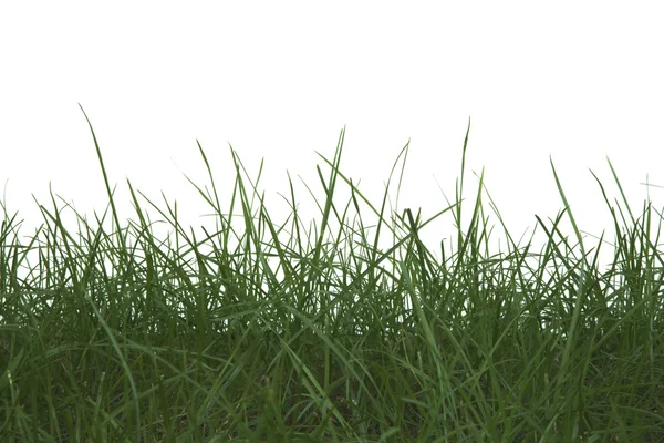 Herbe verte isolée blanche — Photo